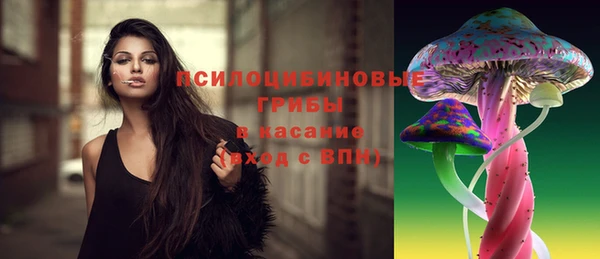 прущие грибы Новозыбков