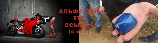 сатива Новодвинск
